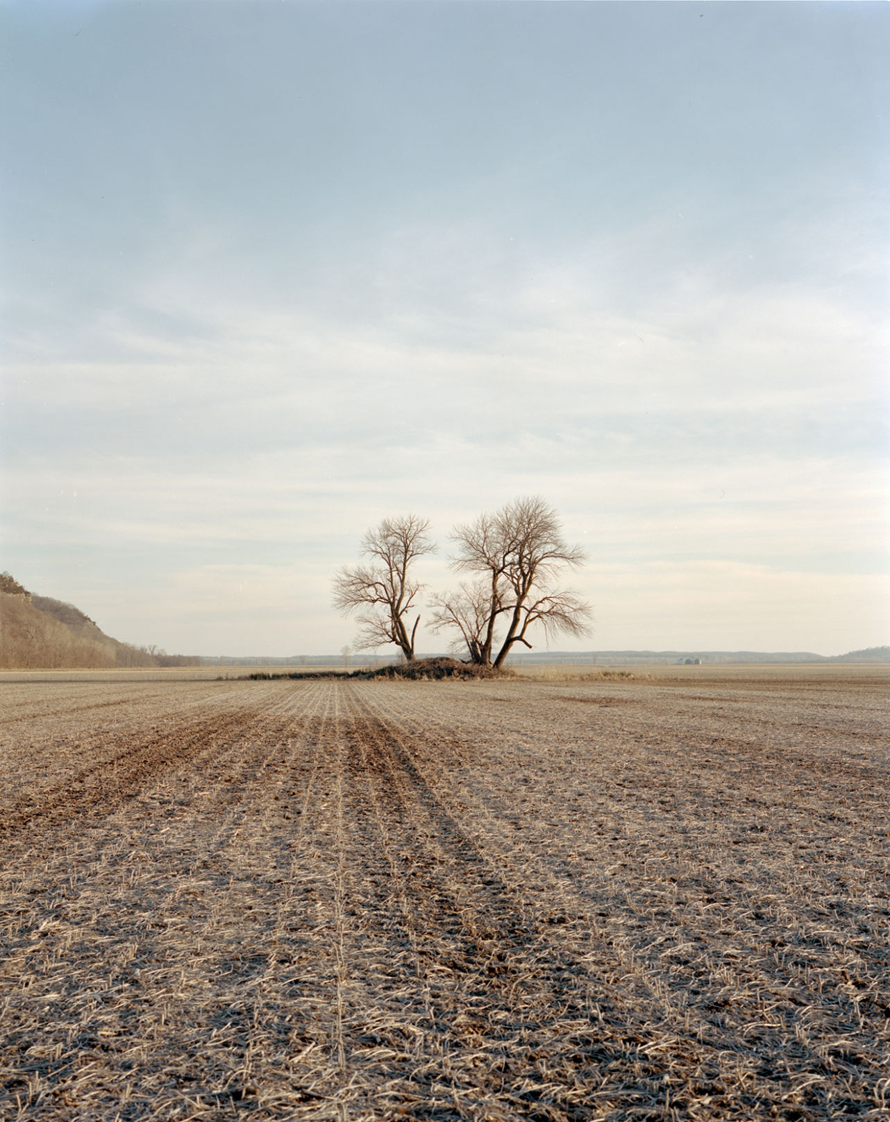 Tree near the river